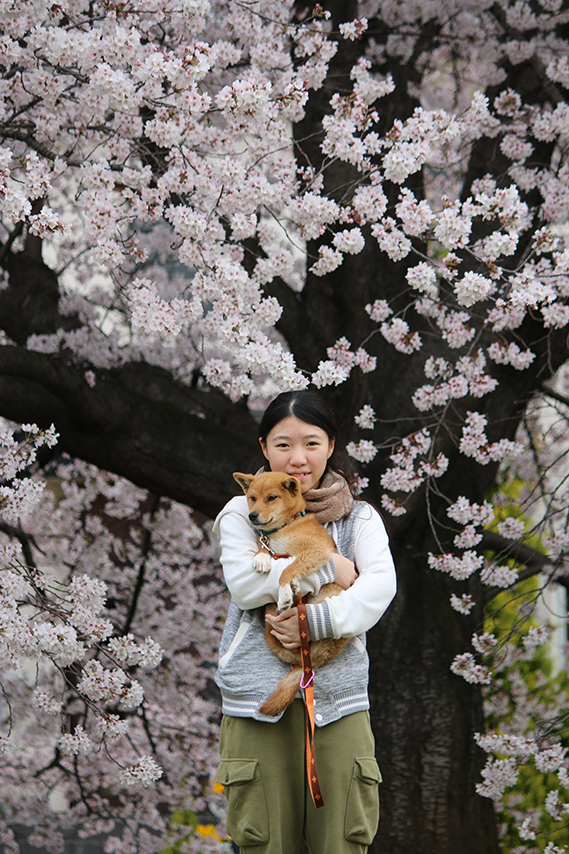 審査員賞　吉田　隆　「桜　満開　愛犬のチビです。」　長崎県