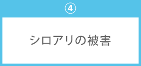 ④シロアリの被害