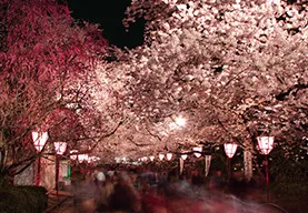 相川 恭子さん（千葉県） 「夜桜」