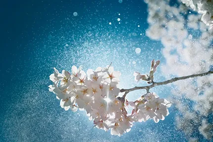 川口 聡太さん（東京都） 「瑞桜（みおう）」