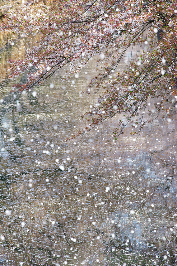 宮﨑 晴己 さん (埼玉県) 「桜吹雪」