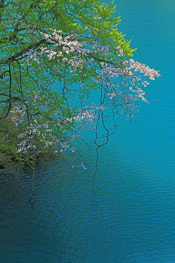 高柳 芳永 さん (栃木県) 「湖上に咲く」