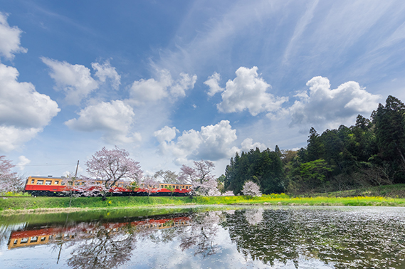 エリア賞（関東）　須浦　琢登　「桜吹雪く飯給駅」　千葉県