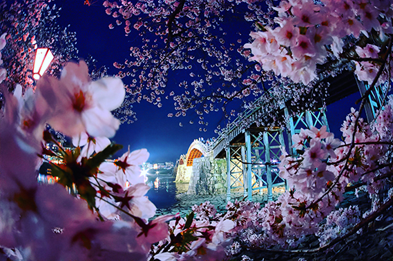 四季賞（春）　平田　正幸　「桜花爛漫」　広島県