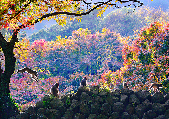 四季賞（秋）　安部　武夫　「猿山秋景」　大分県