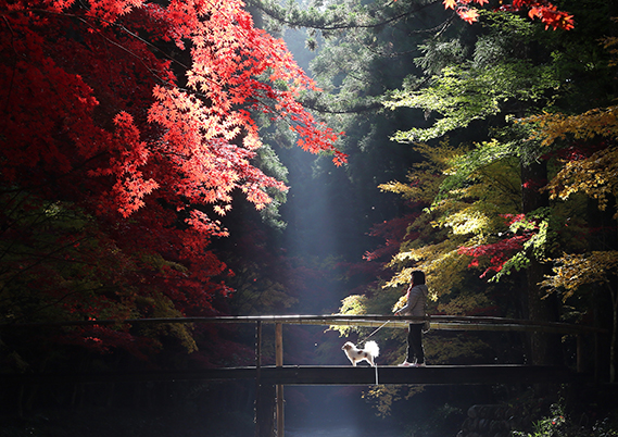 銅賞　木下　安雄　「晩秋」　静岡県