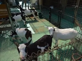 若潮公園