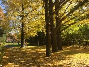 昭和記念公園