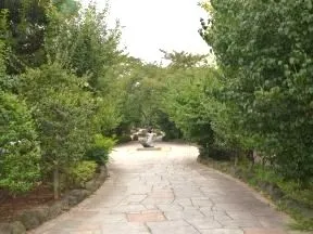 播磨坂さくら並木