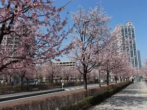 芝川公園の桜並木