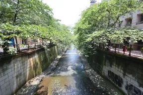 目黒川の桜並木
