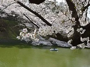 千鳥ヶ淵