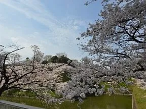 千鳥ヶ淵
