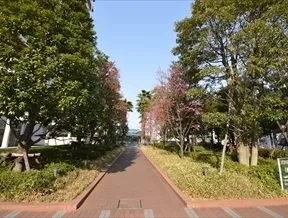北側並木
