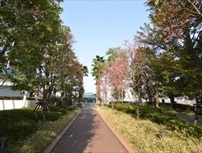 北側並木