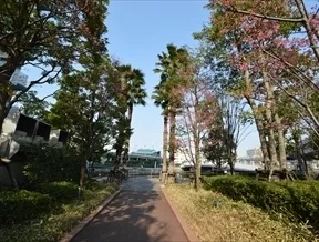 北側並木と展望スペース