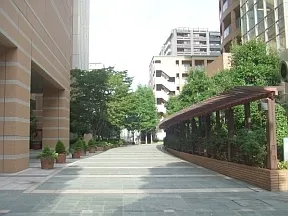 シンボルツリーにつづく道