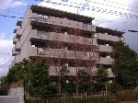 コスモ仁川