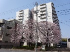 ネオコーポラス島ノ内