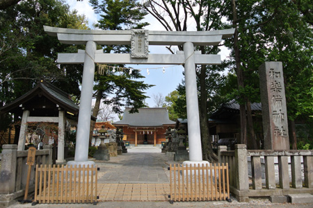 蕨
